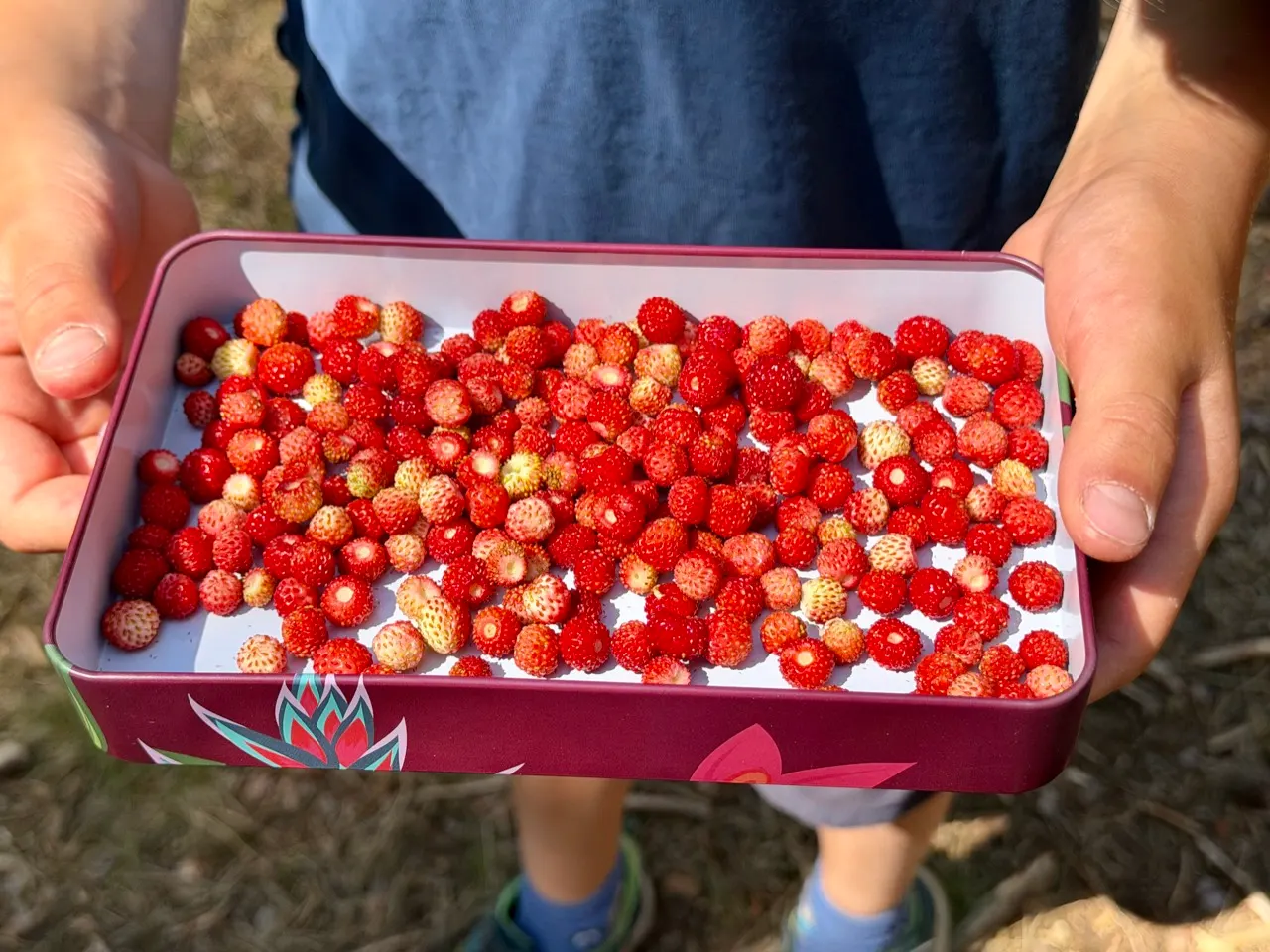 Dłonie trzymają metalowe pudełko pełne poziomek zebranych w lesie.